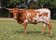 AUSSIE ACRES PROFIT'S WISDOM