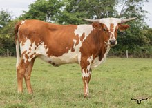 AUSSIE ACRES ROWDY'S STAR