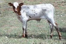 ACC STEER PROSPECT 56/11