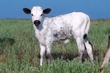 ACC WHITE BUFFALO