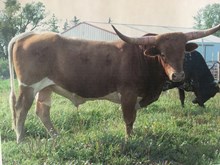 AC RAWHIDE