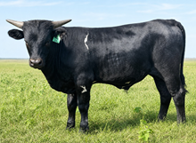 DCT - JH RURAL SAFARI SON x TCC MAY DAY (B)