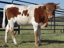 AF Sissie's Rosebud Heifer Calf