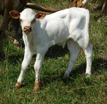 DEMO X AURORA BULL