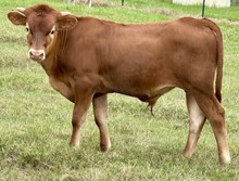 AUSSIE ACRES RED HANDED