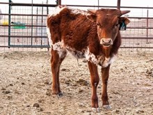 3P COWBOY'S ACE
