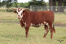 LTL Ariel Safari Heifer 2025