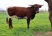 AGNAR 346