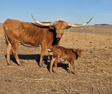 CANTERA'S ALMOST FAMOUS X COUNTY LINE 222 (B) TAG