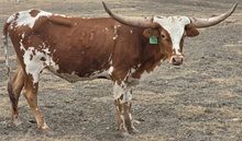 SP Annie Oakley Legacy