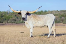 M7 Safari’s News
