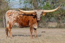 Dustys Gypsy HCL