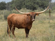 KDK WILD AQUILA