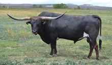 Archer Texa