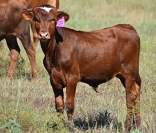 ARCHERS HORSESHOE X JBR HIGH VOLTAGE TAG 603