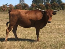 Atlas' Reba FL