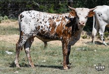 WFF IRON SPIKE