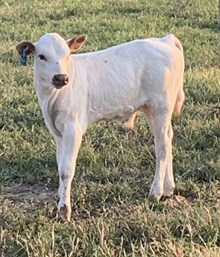 Augie - Steer