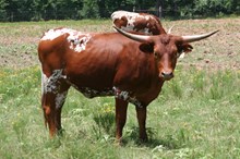Auze's Ellie 541
