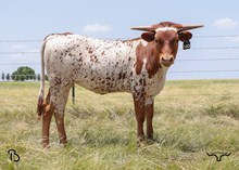 #120 BUX BANKER X NOVA BELLE