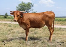 #138 BUX DRAG IRON X WHEELS