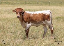 #157 BUX GOLDEN EAGLE X SHY GIRL