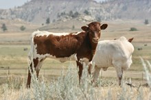 Custom Chrome/Vals Sweetheart heifer26