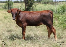 #161 BUX REBEL x X12 GLORY