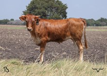 #163 BUX 20 GAUGE x X26 PROMISING