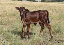 #168 COOL HAND LUKE x #106 20G x RIO TRIO