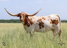 #16 BUX SHERIFF SARAH