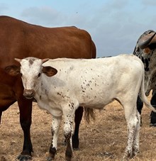 HLR Tequila Rose x RJF Lone Star Rebel B212-26
