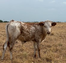 HLR Coke-Cola x RJF Texas Rebel B219-26