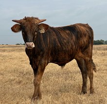 HLR Fancy Like 999 x RJF Lonestar Rebel B272-26
