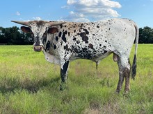 Sniper x Over The Moon bull