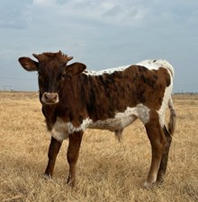 HLR Joyce x RJF Texas Rebel B314-26