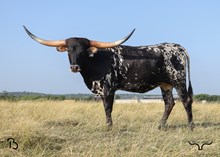 #32 BUX ALPHIE’S OREO