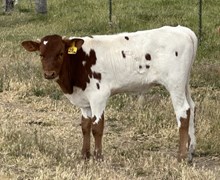 Elevated Standards 26 bull
