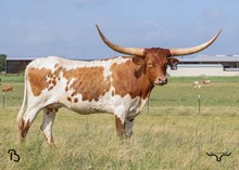 #44 Bux Casanova’s Cowgirl