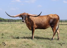 #50 20 G’s Cowgirl