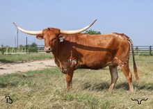 #62 20G X RIO SUGAR