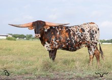 #72 BUX COOL BRAZOS