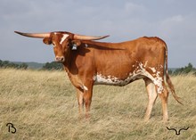 #94 BUX JUNGLE JENNY