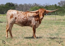 #96 BUX REBEL X 20G SPECIAL