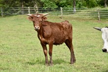 BIG RED CAL