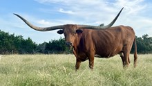 RR RANCH DIVA
