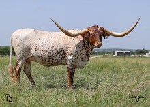 #9 BUX IRON GRIZZLE