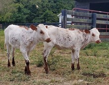 Twin heifers