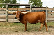 LC RUBY SPURS