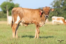 BCR Bingo Bull 2026